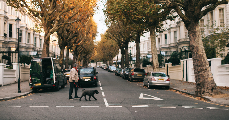 Dog walker walking across street