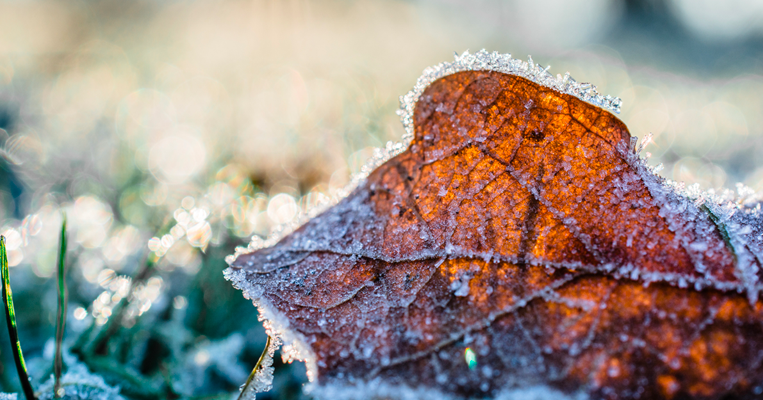 Close-up of frozen leaf on ground